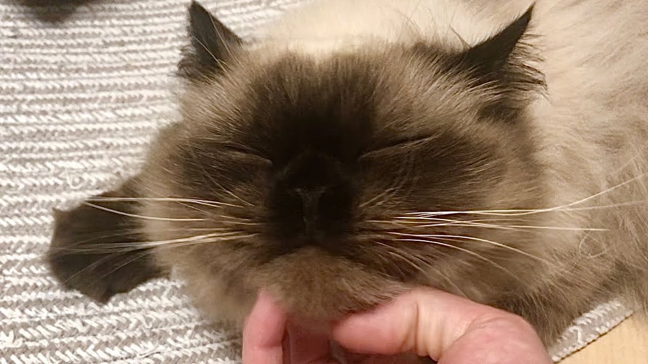 【ヒマラヤン】なでなでし続けてみた【甘えん坊】