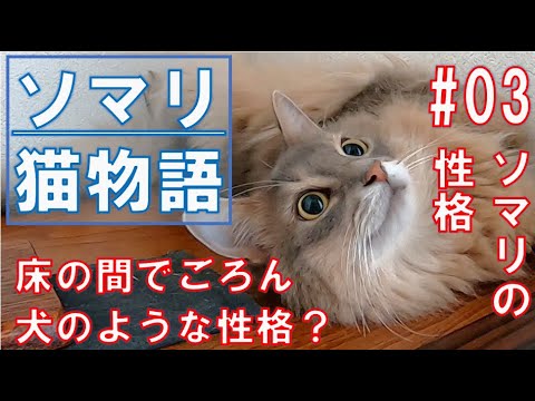 【ソマリ】床の間でごろーん... #03ソマリの性格