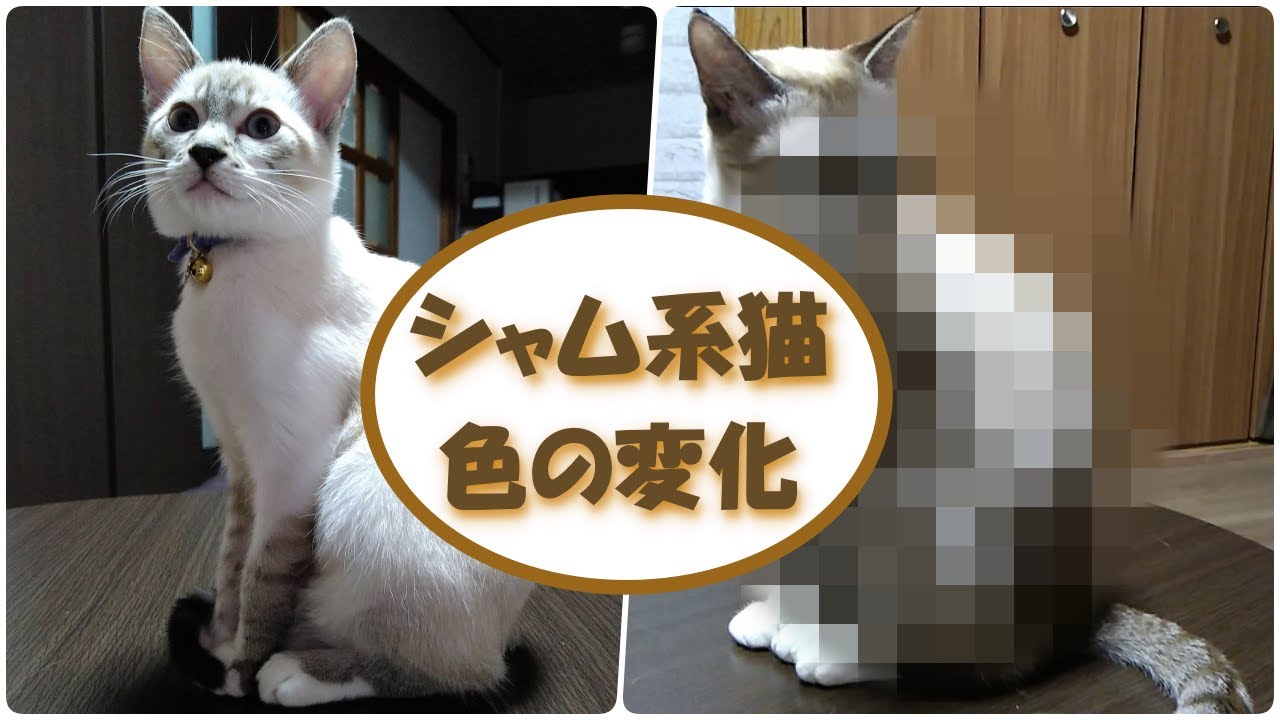 白猫詐欺？シャム系猫の色の変化【原因は〇〇だった！】