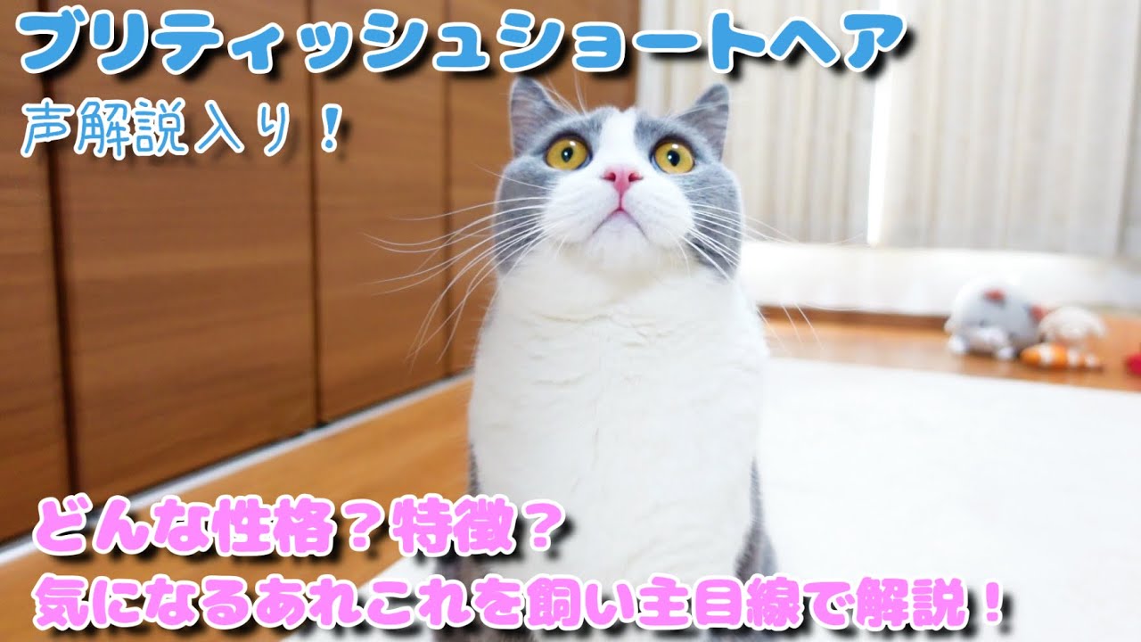 ブリティッシュショートヘアの性格特徴をざぶ君で解説した動画です！【声解説】