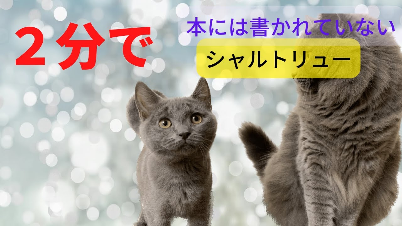 【性格の良さで有名？シャルトリュー】不思議な魅力を持つ猫種