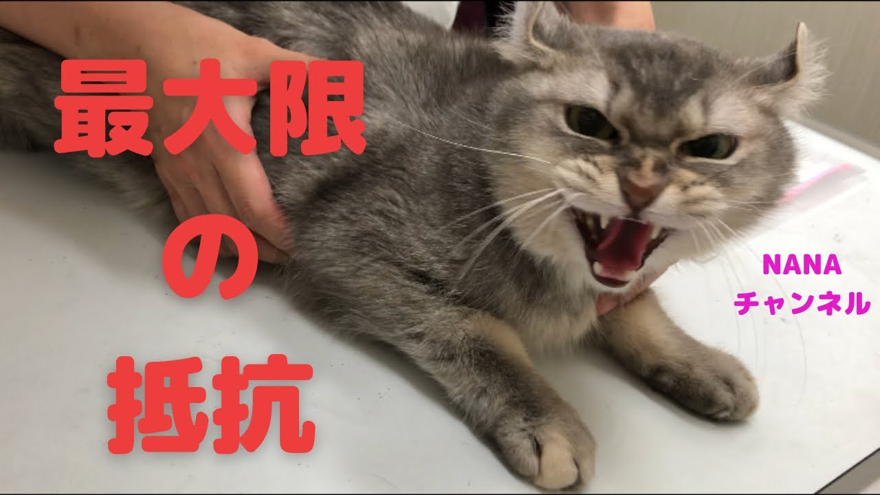 NANAが珍しく怒る瞬間を見た！(アメリカンカール)