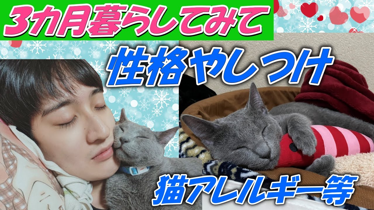 猫アレルギーでも飼える！？ロシアンブルーを３カ月飼ってみてわかった事！【ロシアンブルーを飼いたい人の為の動画】