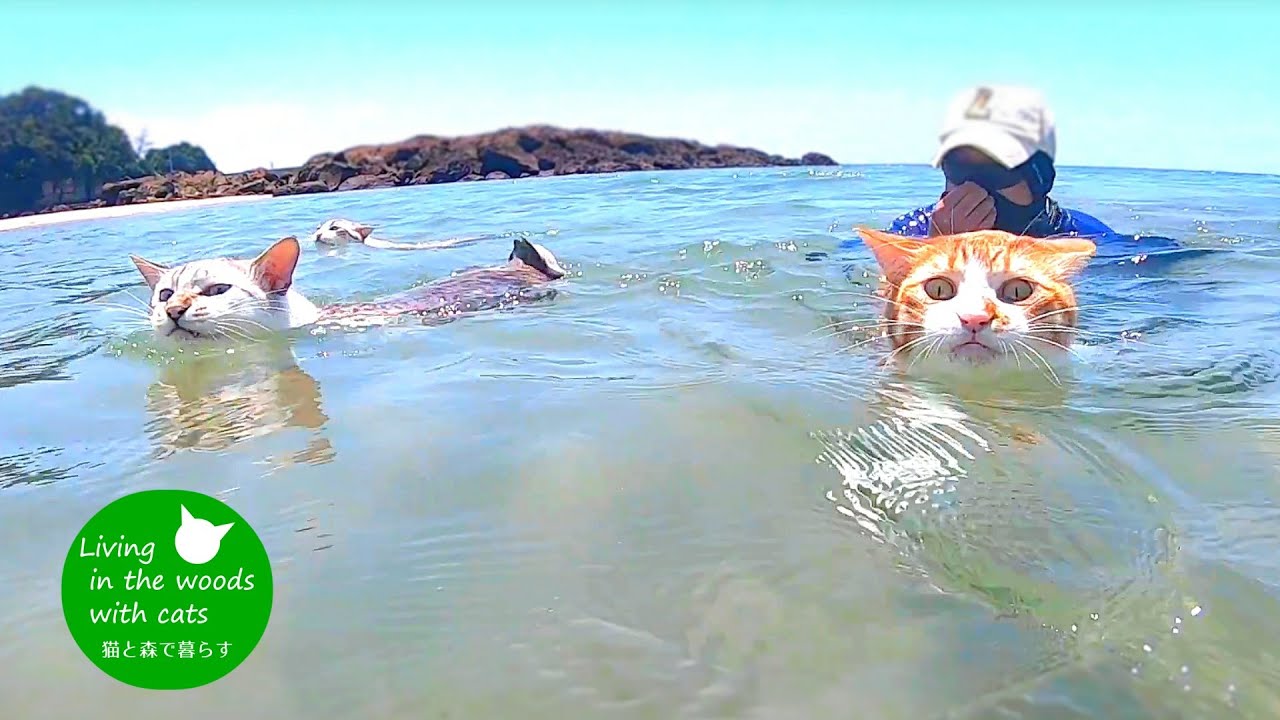 【海水浴】【水中映像あり】３匹の猫と一緒に泳いでみた！