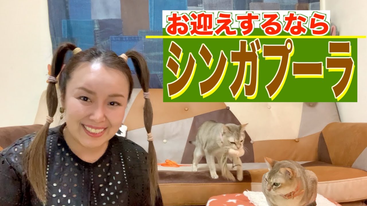 【初めての飼育でも安心】人が大好きシンガプーラ♡