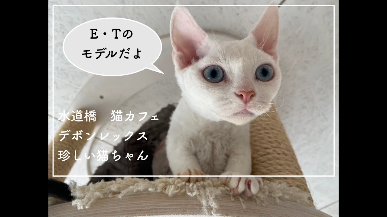 ねこカフェ水道橋　デボンレックス珍しい種類の猫ちゃん
