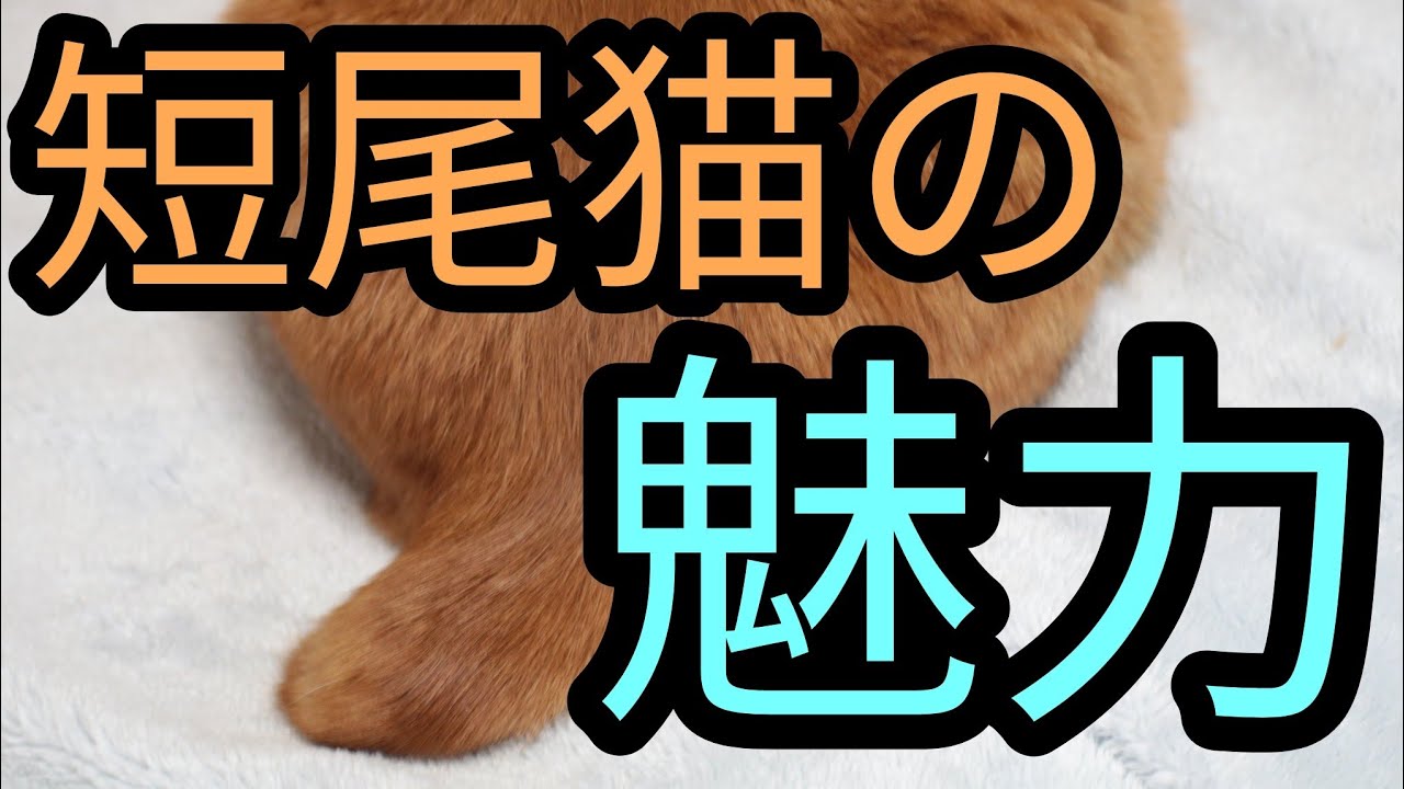 短尾猫の魅力【ジャパニーズボブテイル】