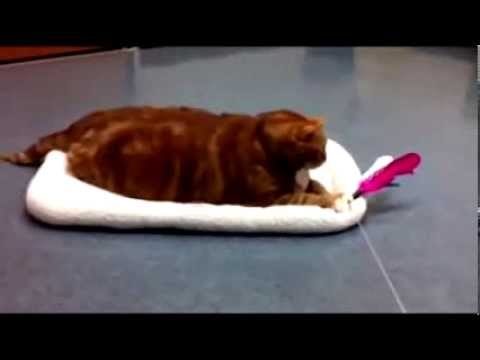 【猫編】食費がかかり過ぎて飼い主に捨てられてしまったデブ猫