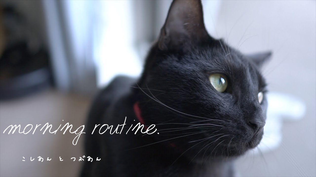 猫たちのモーニングルーティン【morning routine. 】【足長マンチカン】【ボンベイ】