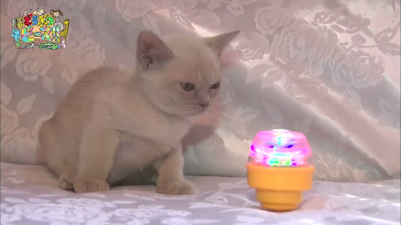 【オーストラリアンミスト】【トンキニーズ】【アビシニアン】ほか　【かわいい猫ちゃん🐱動画まとめ】