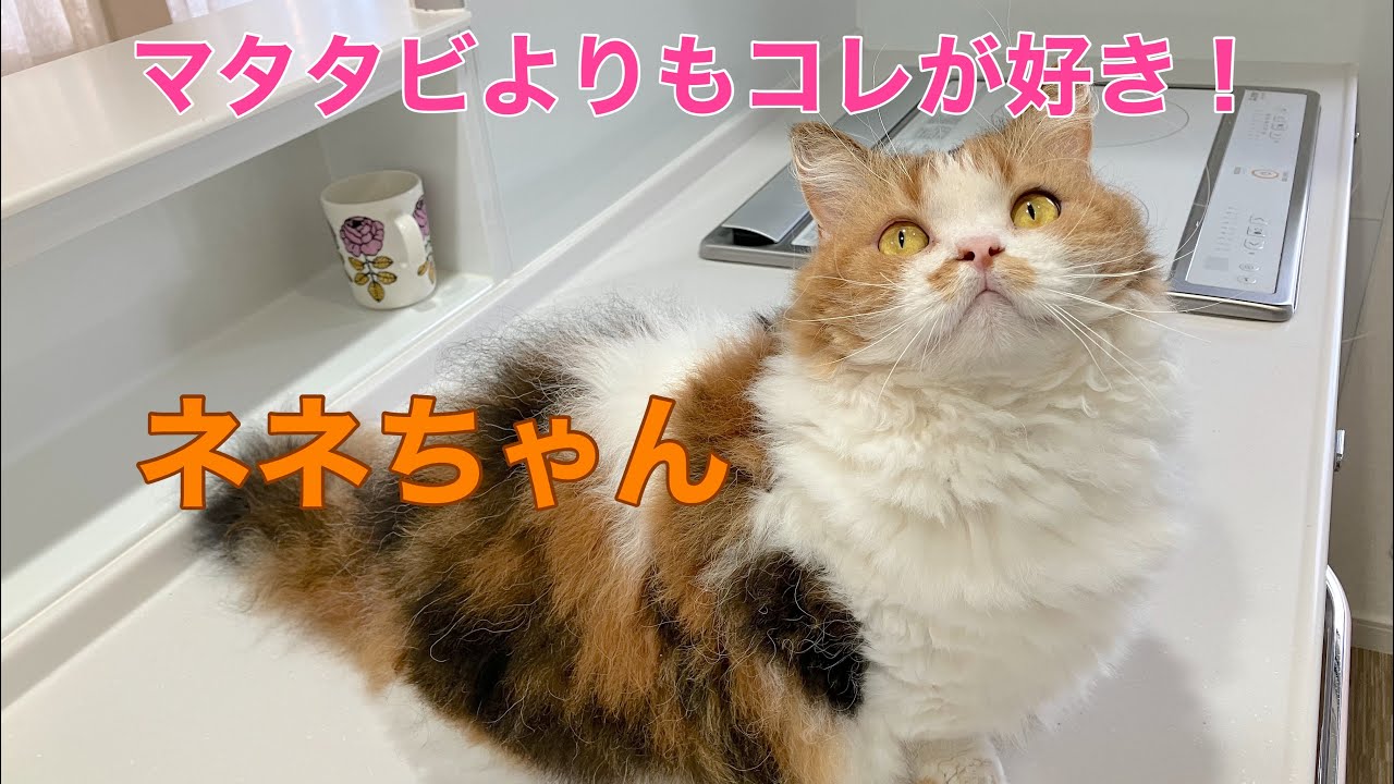 【スクーカムのネネちゃん】マタタビよりもコレが好き