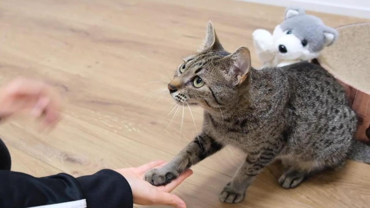 お手を完璧？にマスターした猫【エジプシャンマウ】