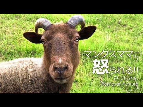 ひつじさんに怒られる【六甲山牧場】道で出逢ったマンクスロフタンママに怒られた..