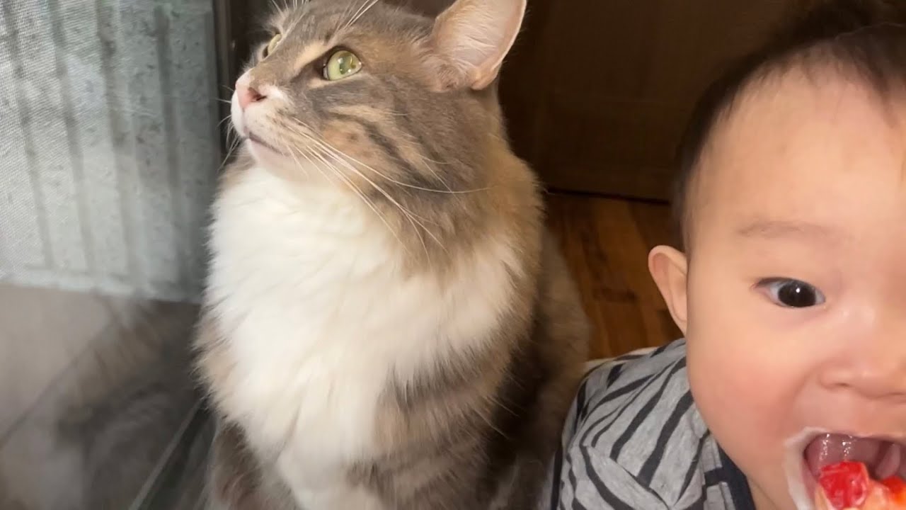 赤ちゃんの食事をしっぽで妨害する猫　ノルウェージャンフォレストキャット　A cat that interferes with a baby's meal with its tail