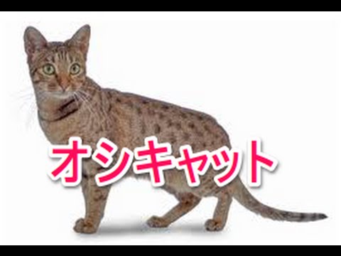 【猫図鑑】オシキャット