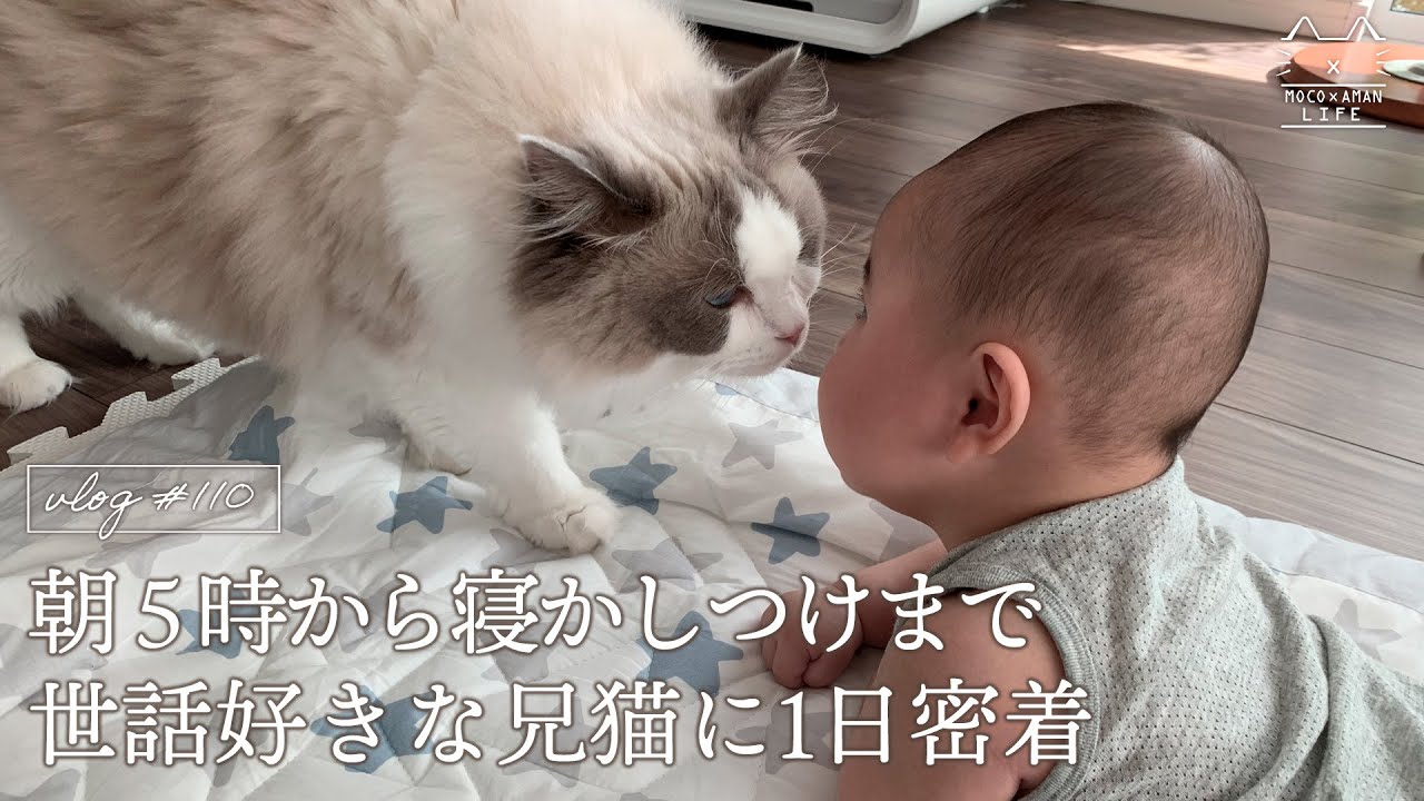 【ルーティン】赤ちゃんを見守る兄猫の日常｜ラグドール猫 #110