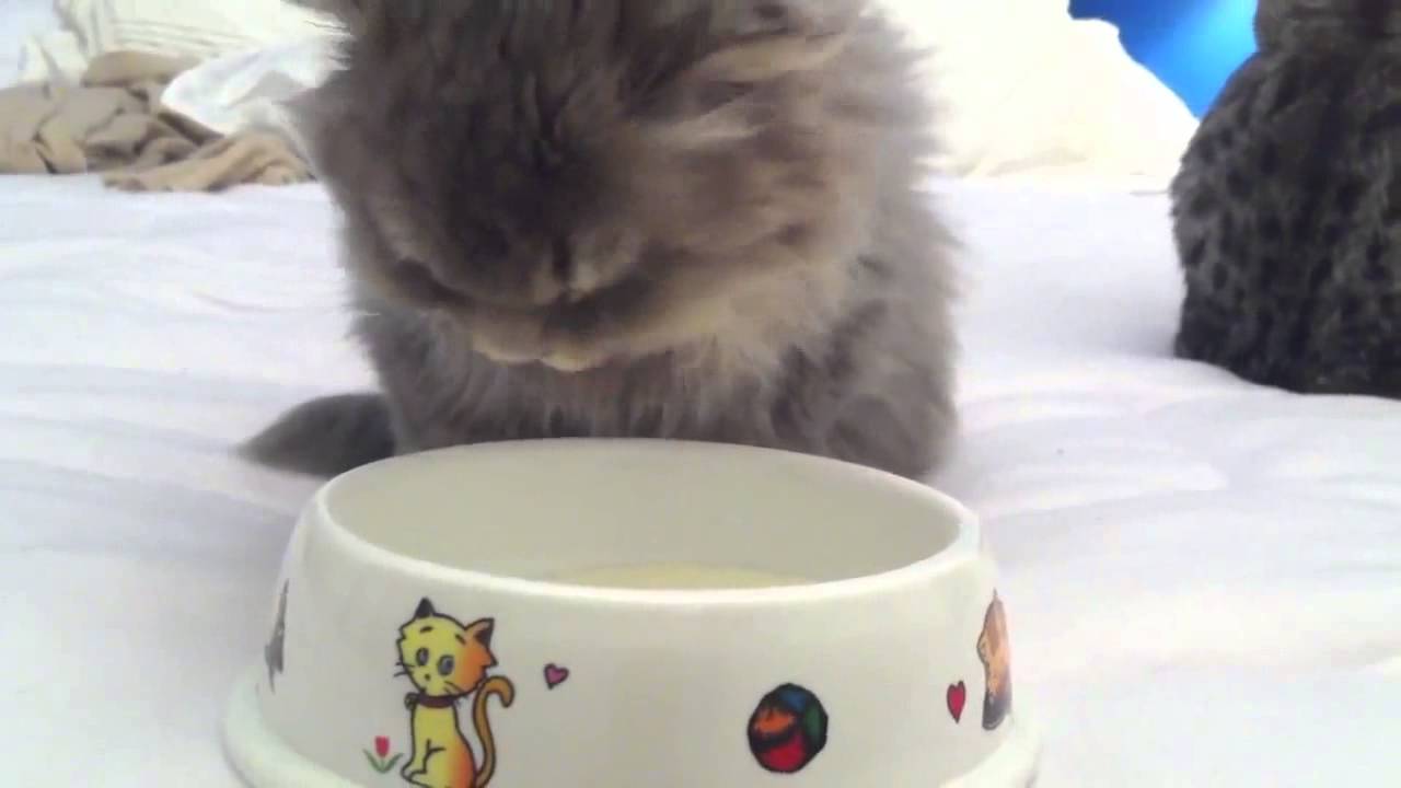 スコティッシュフォールドロングヘアー　 赤ちゃん【動画】