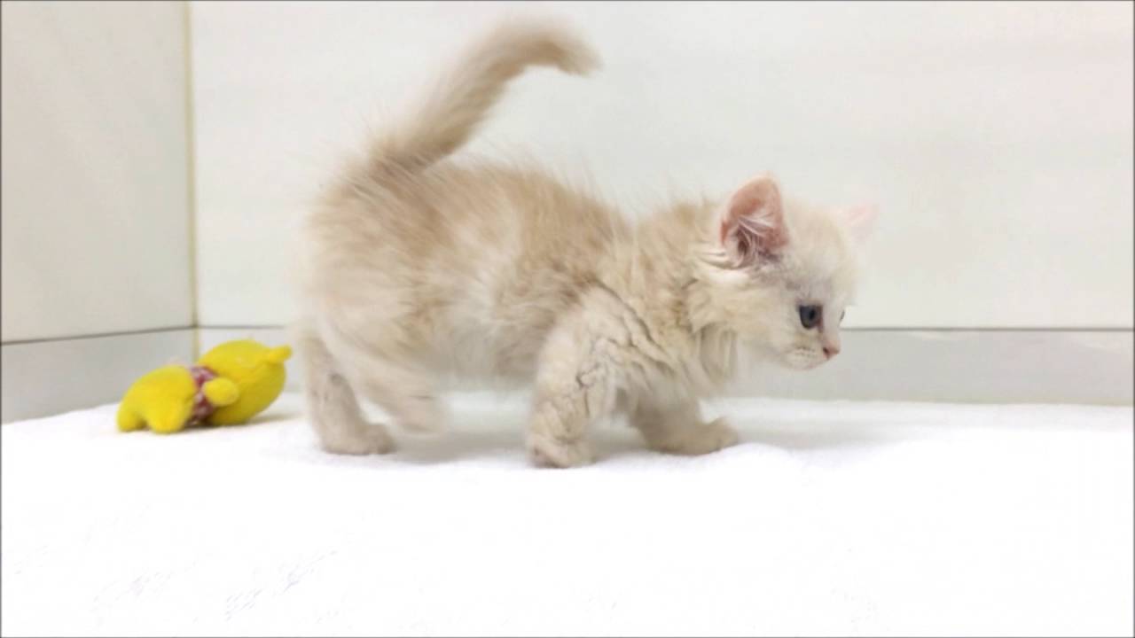 優しいカラーのロングヘアーのマンチカン☆