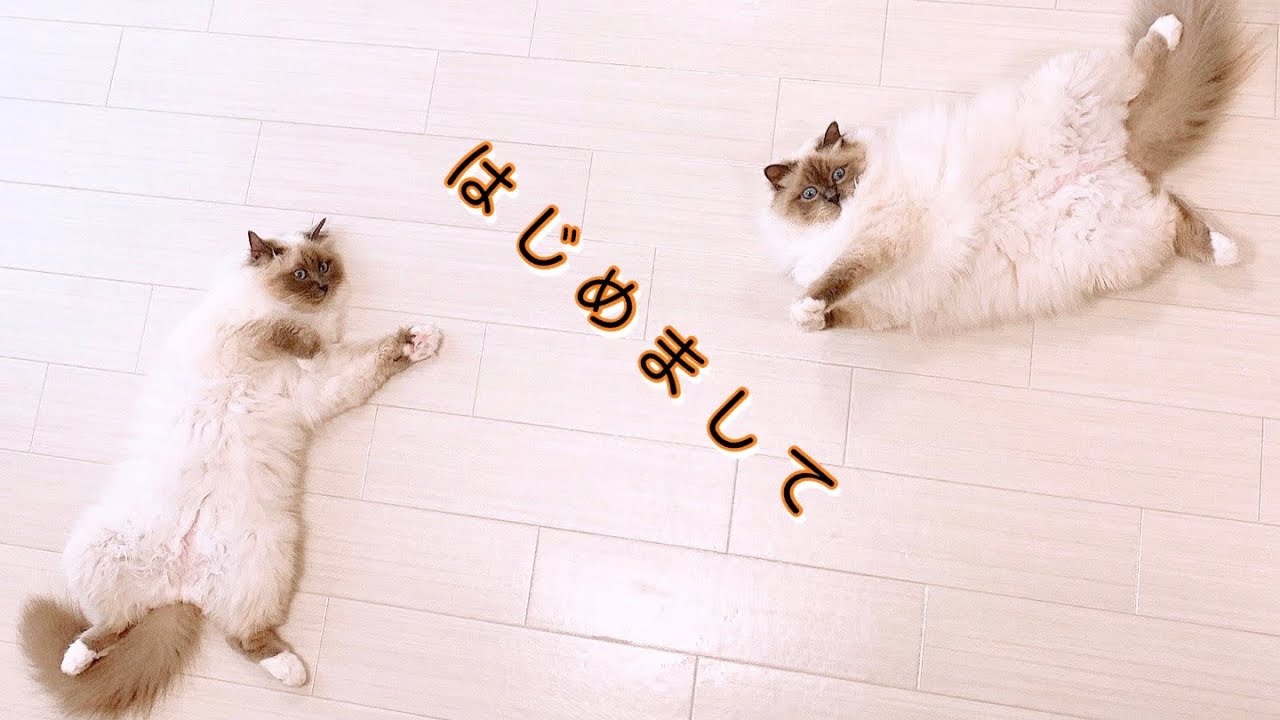 我が家のモフ猫、ふく と はるをご紹介【バーマン】