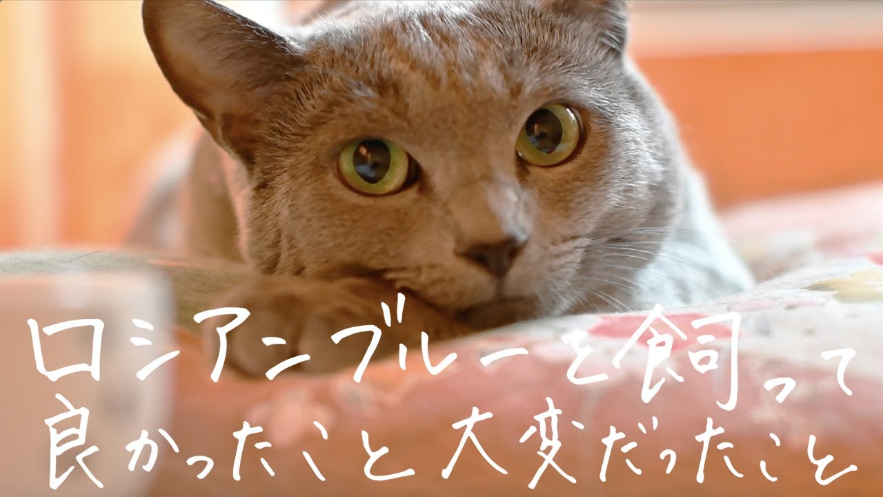 とても甘えん坊？ロシアンブルーを飼って良かったこと大変だったこと【成猫の去勢のことについてなど】