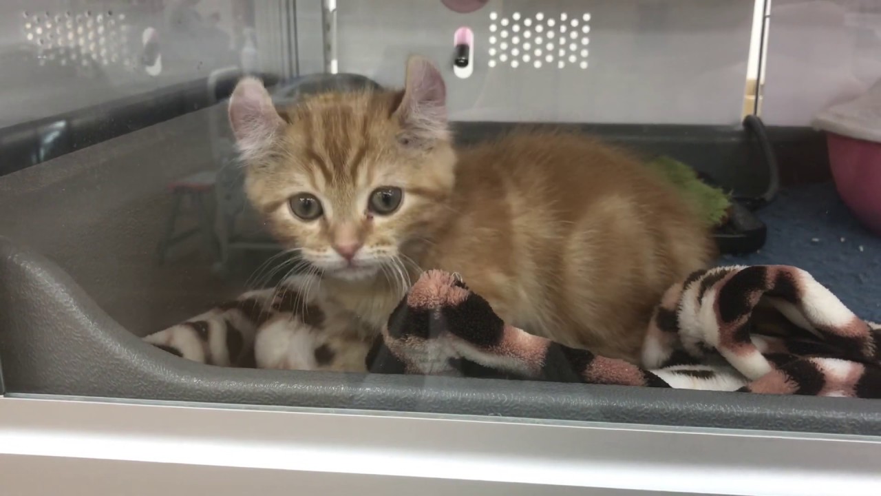 キンカロー（マンチカール）の子猫