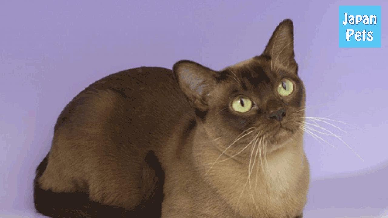 シルクで覆われた猫と称されるバーミーズ！誕生の秘密と特徴 - Japan Pets