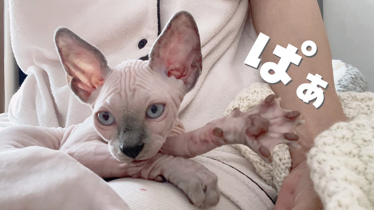 スフィンクス猫が苦手だった私の膝上でゴロゴロふみふみ甘えてくる子猫が愛おしい