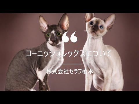 【コーニッシュレックスについて】キャットステップ　キャットウォーク　ナチュラル　猫　ネコ　ステップ　壁　猫と住むマンション　猫と住む家　ペット　ペットリフォーム