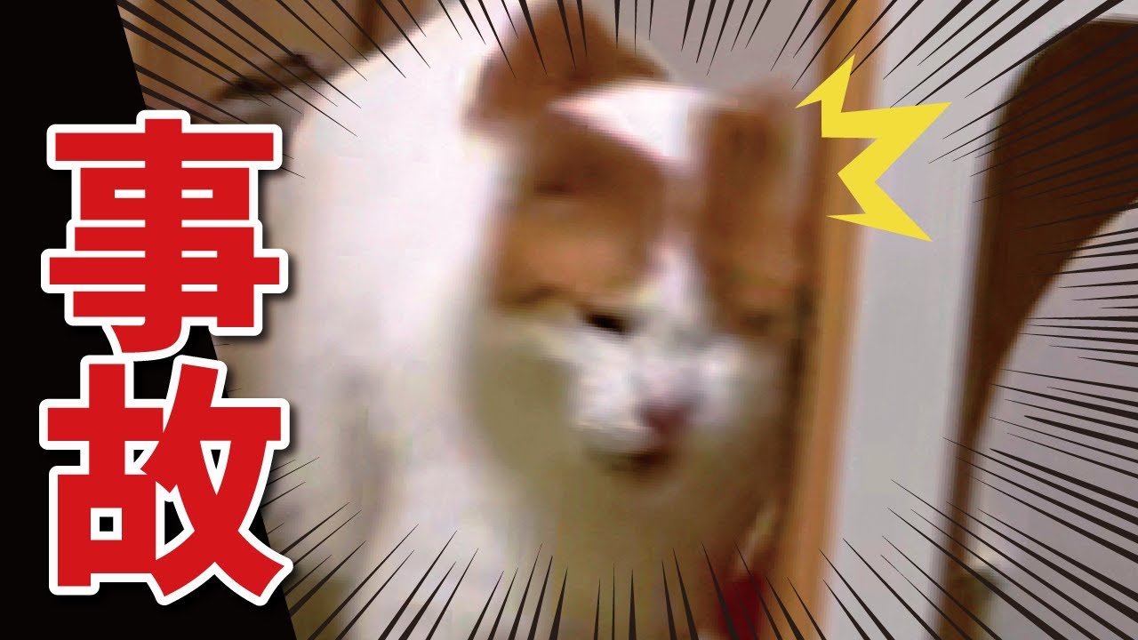 ちょっと心配になるレベルで猫が衝突事故を起こしました…【関西弁でしゃべる猫】