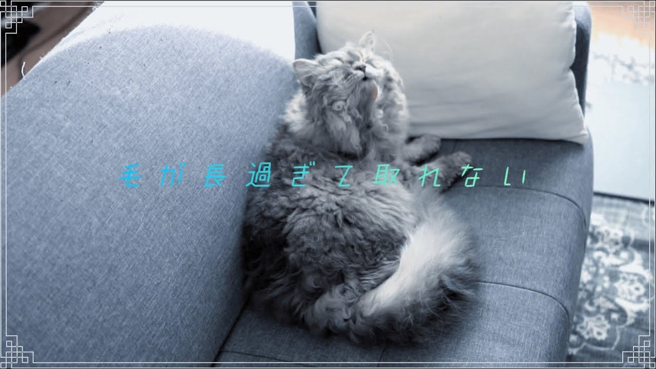 モフモフをモフモフする動画/セルカークレックス