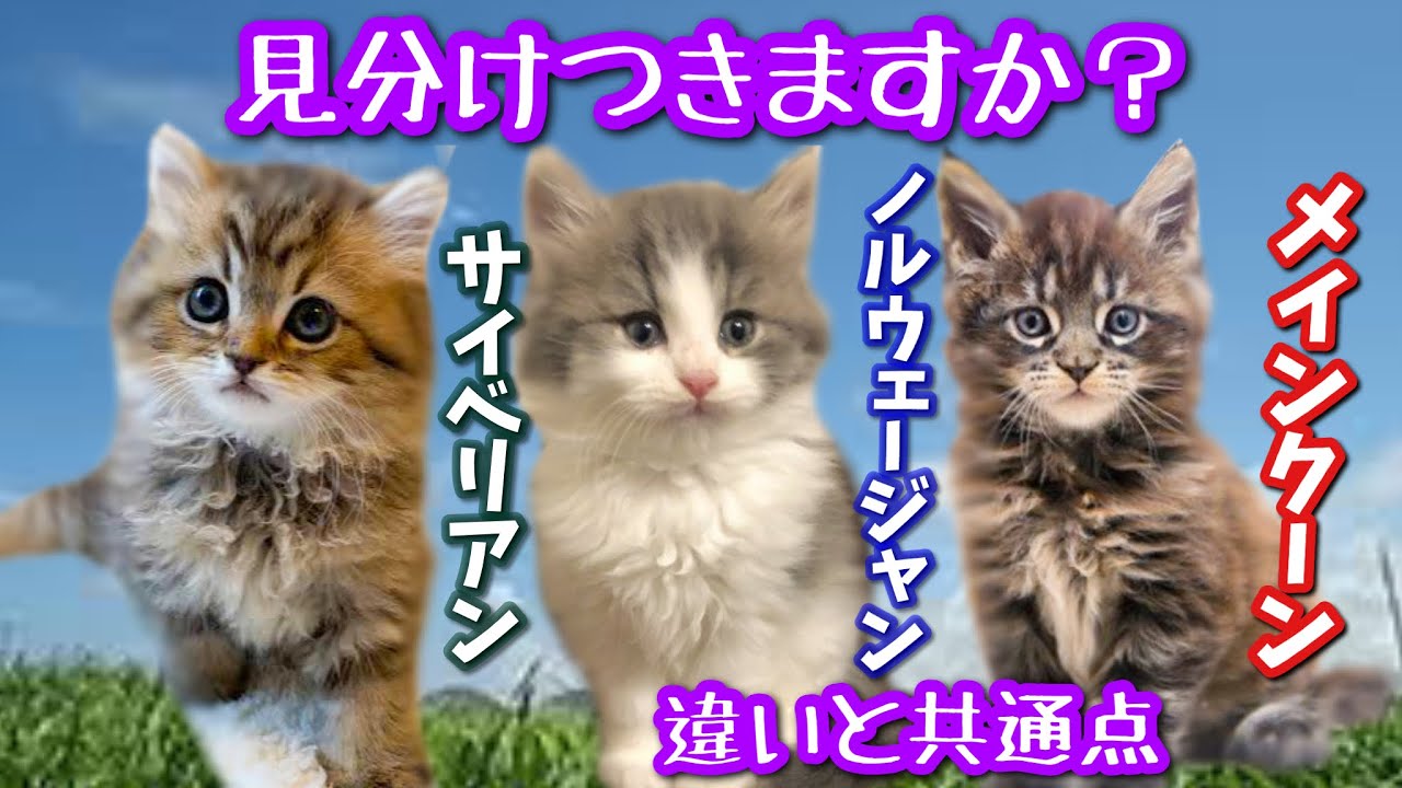 メインクーン、サイベリアン、ノルウェージャンフォレスト大型猫３種違いと共通点