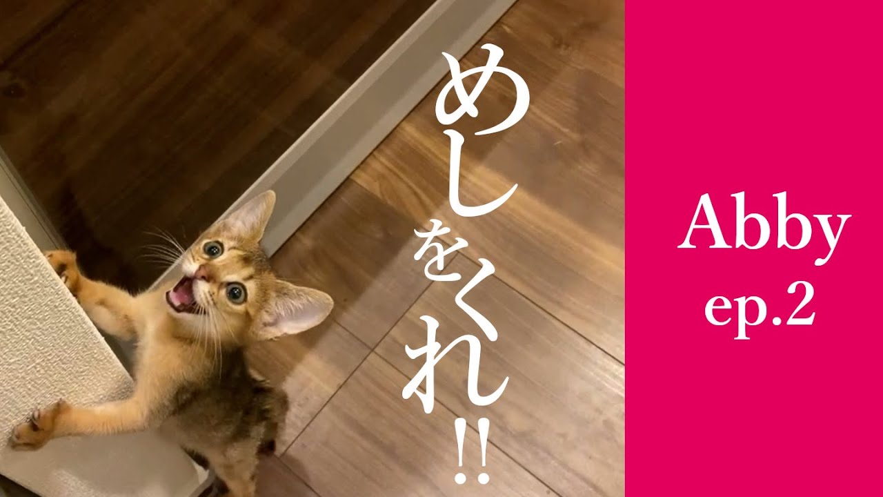 【ぐるめ猫】朝から激カワおねだり | アビシニアンのAbby