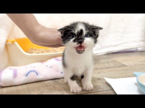 トイレが出来るようになったと報告に来る子猫　 生後28日目【お盆3兄妹#18】Kitten using the toilet for the first time in its life.