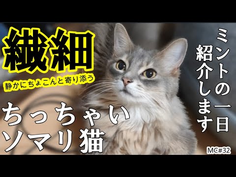 【ちっちゃいソマリ猫】ミントの1日紹介します