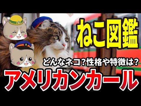 【ゆっくり解説】アメリカンカール　ねこ図鑑