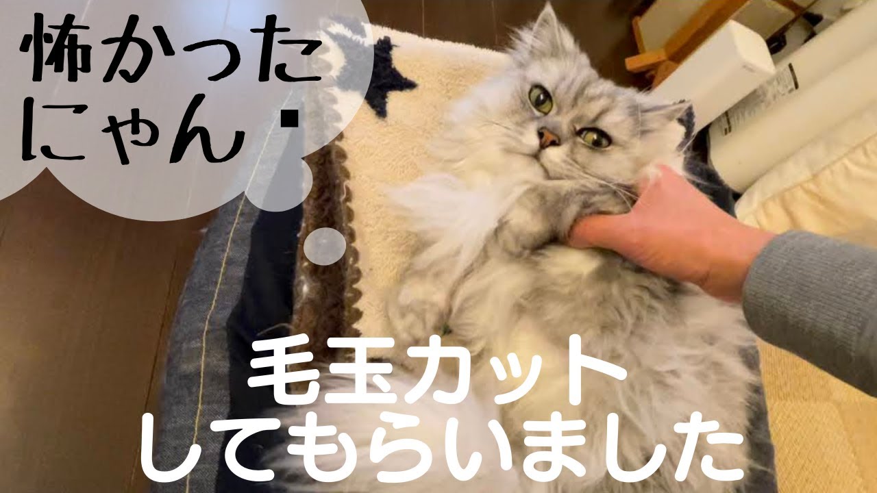 毛玉をカットしてもらいました【猫品種ラガマフィン】