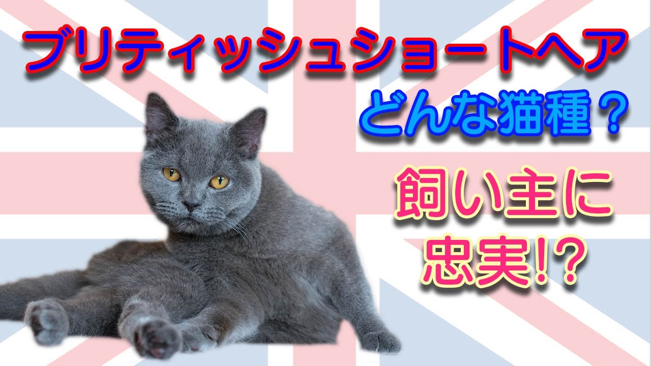 ブリティッシュショートヘアってどんな猫種？性格、特徴、歴史、注意点解説！
