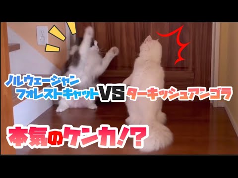 【喧嘩⁉︎】ノルウェージャンフォレストキャットとターキッシュアンゴラの本気の喧嘩⁉︎