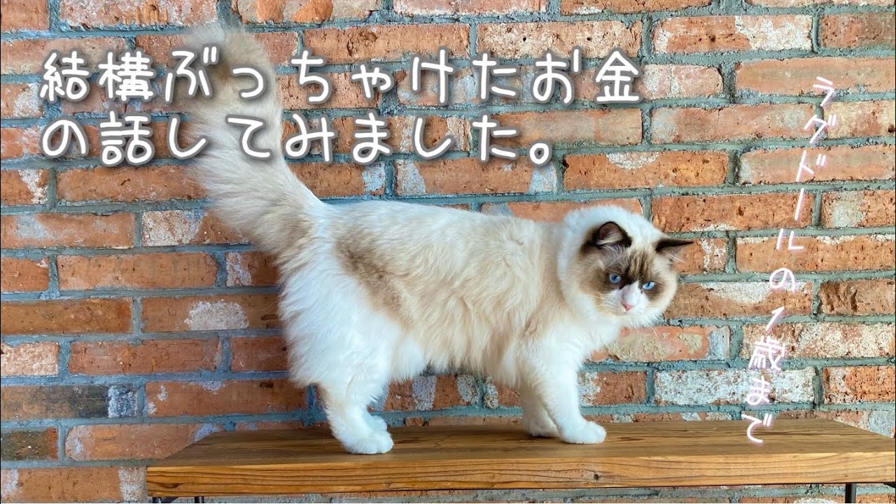 【お金のお話】ラグドールをお迎えして1歳までにかかる費用はどのくらい？わが家の場合をまとめました