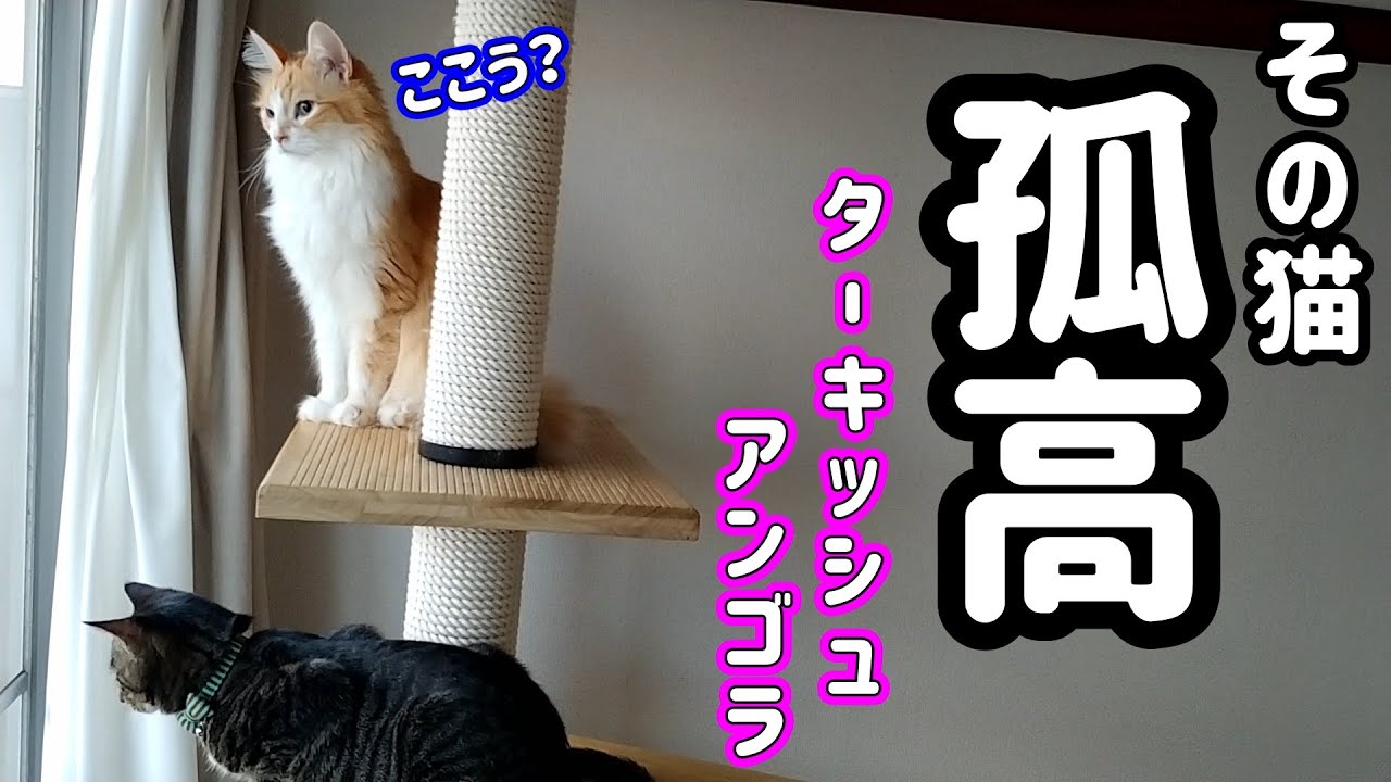 トルコの国宝　ターキッシュアンゴラの性格／Turkish Angora
