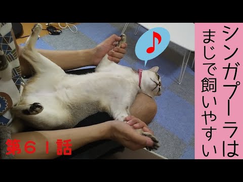 【猫と暮らす独身男子】シンガプーラは飼いやすいです