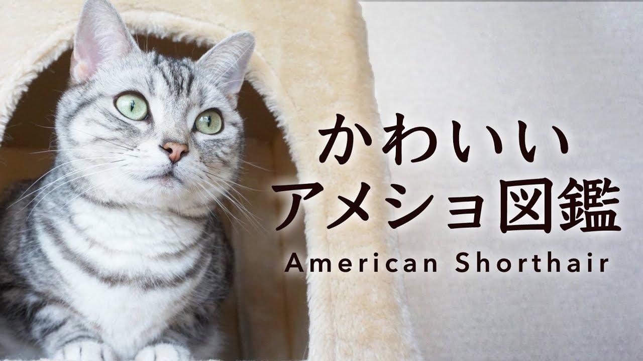 【にゃんこ図鑑】かわいいアメリカンショートヘアの世界✨