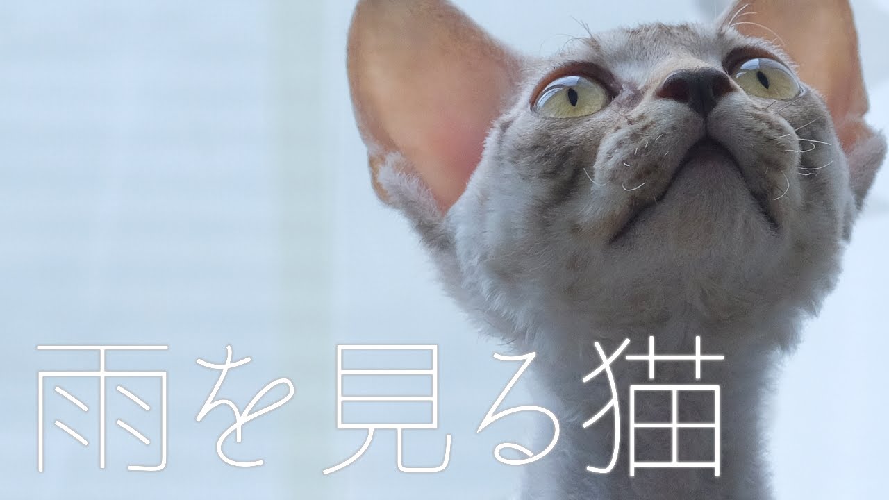 戻り梅雨と子猫／デボンレックス