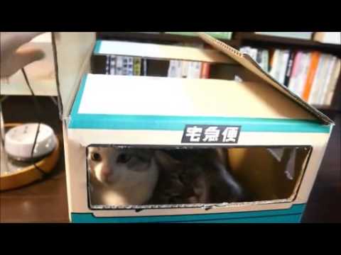 【猫編】うちの猫が運送業に就職