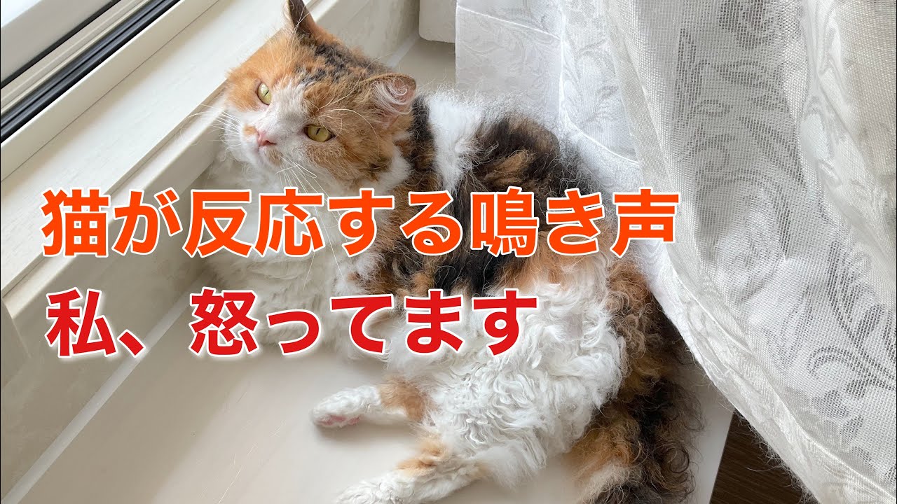 【スクーカムのネネちゃん】猫が反応する鳴き声動画　多分。。。