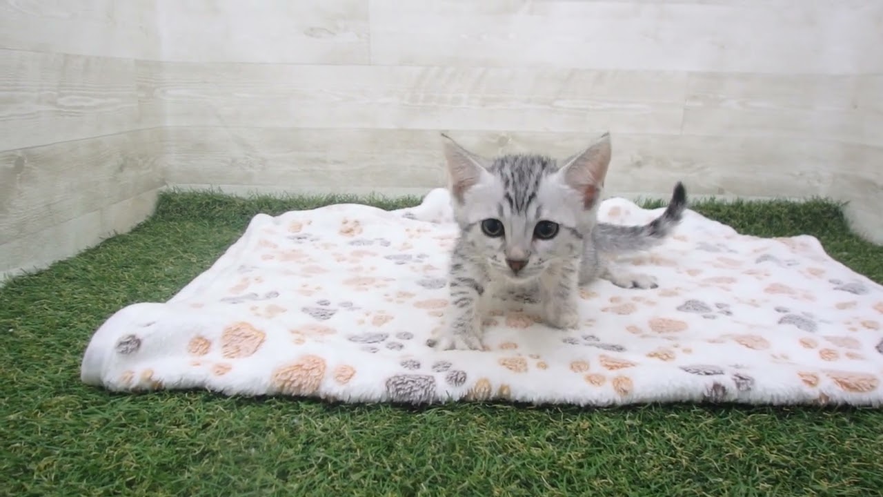 Coo&RIKU　No00594340 エジプシャンマウ