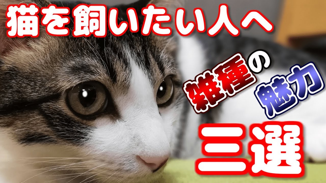 それでも私が雑種猫を選ぶ３つの理由