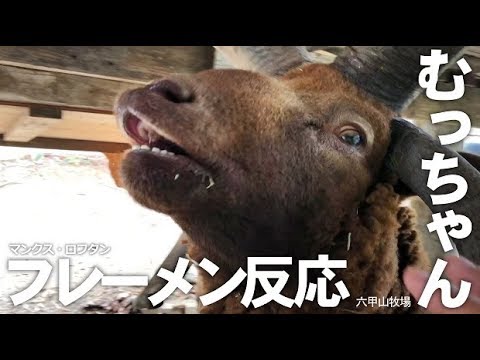 むっちゃんのフレーメン反応【六甲山牧場】４本角のマンクス・ロフタン六茶夫