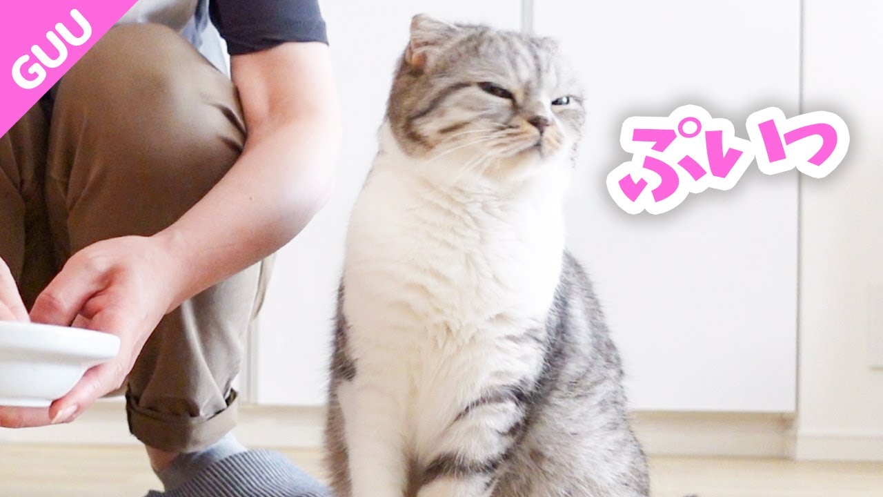 猫を甘やかすとこうなります［スコティッシュフォールド］