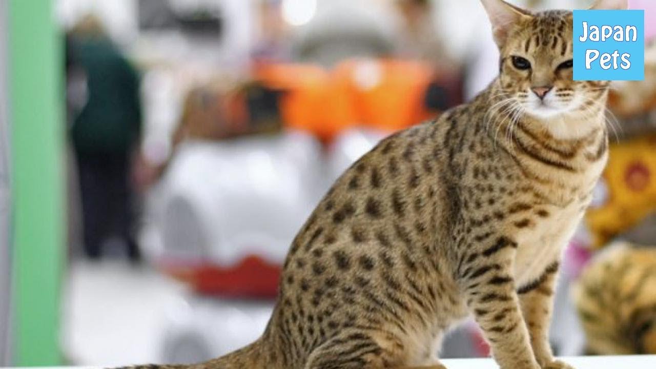 これぞヒョウ柄の猫、オシキャットについて詳しく知りたい！ - Japan Pets